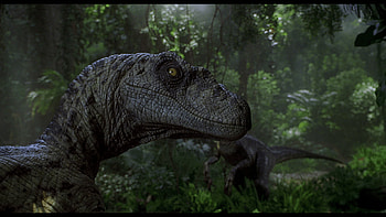 Velociraptor, Raptor , backgrounds, Dinosaur predators HD wallpaper