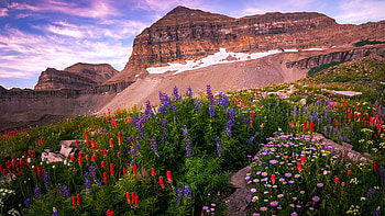 High meadows below Mt Timponogos, Utah, wildflowers, landscape, clouds, sky, flowers, rocks, usa HD wallpaper