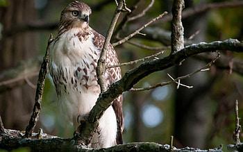 Animals, Bird, Sit, Branches, Eagle, Predatory, Carnivorous HD wallpaper
