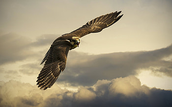 Eagle, Animals, Sky, Clouds, Flight, Wings HD wallpaper