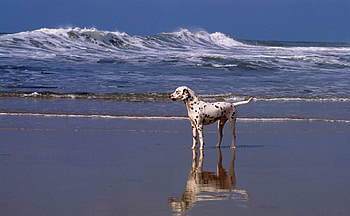 A perfect day, Ocean, Beach, Waves, Dog, Dalmation HD wallpaper