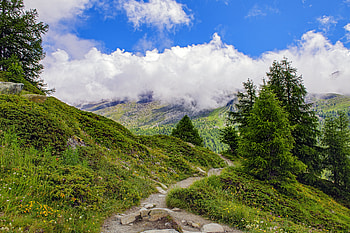 Nature, Trees, Grass, Clouds, Fir, Spruce, Slope HD wallpaper