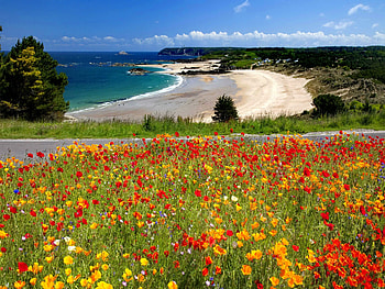 Flowers along the road, coast, nice, beach, treesw, shore, sands, road, water, ocean, sea, path, beautiful, grass, summer, pretty, field, view, clouds, nature, sky, flowers, lovely HD wallpaper