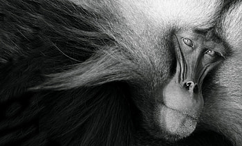 Monkey, animal, white, black, skin, bw, year, chinese, zodiac HD wallpaper