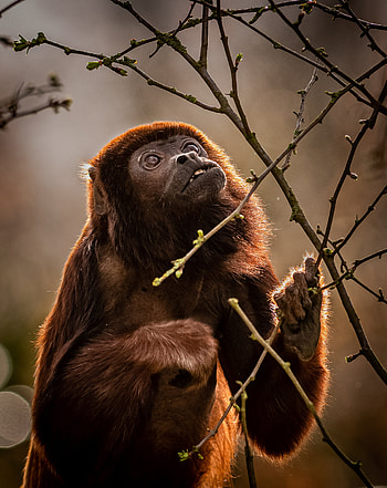 Howler Monkey, Vibrant red fur, Amazon rainforest resident, Nature's fiery wonder HD phone wallpaper