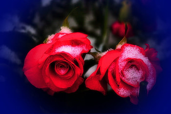 Roses of winter, winter, green leaves, roses, snow, red HD wallpaper