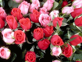 Roses, flowers HD wallpaper