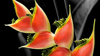 Flower, Macro HD wallpaper
