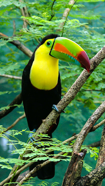 Toucans, Bird Toucans HD phone wallpaper