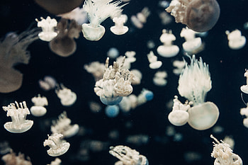 Jellyfish, underwater HD wallpaper