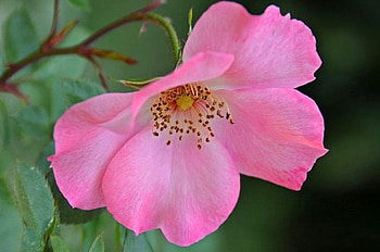 Pink, garden, flowers, beaautiful HD wallpaper
