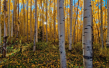 Forest, Aspen Tree HD wallpaper