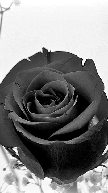 Black Rose, Black Roses HD phone wallpaper