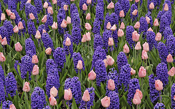 Plants, Flowers, Background, Tulips, Hyacinth HD wallpaper