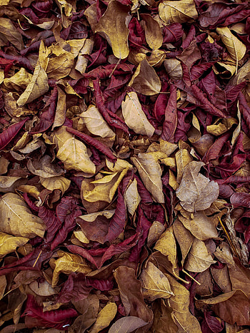 Nature, Autumn, Leaves, Macro, Dry, Veins HD phone wallpaper
