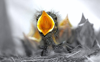 Animals, Beak, Scream, Cry, Nest, Chick, Nestling HD wallpaper