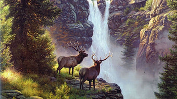deer on the waterfalls, waterfall, nature, animals, deer HD wallpaper