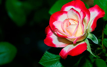 Rose, white, beautiful, red HD wallpaper