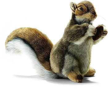Squirrel, animal, nature, rodent HD wallpaper