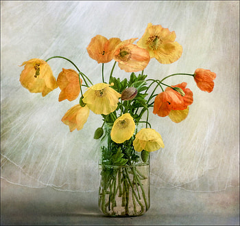 poppies, still life, vase, nature, flowers HD wallpaper