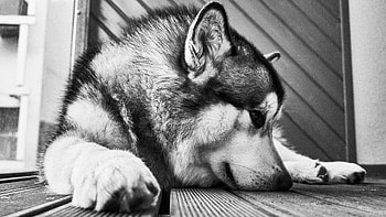 Malamute dog , Captivating gaze, Furry companion, Beautiful breed HD wallpaper