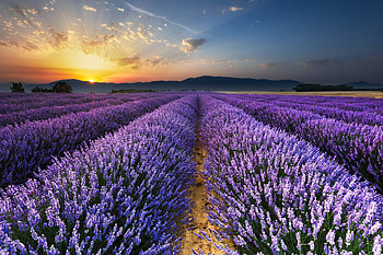 Lavender Field at Sunset, field, lavender, sky, nature, flowers, sunset HD wallpaper