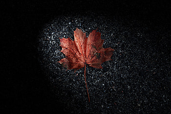 Nature, Autumn, Brown, Dry, Leaflet HD wallpaper