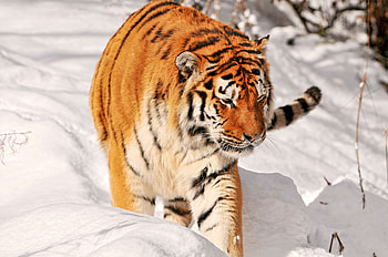 Animals, Snow, Predator, Tiger, Climb HD wallpaper