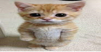 gato HD wallpaper