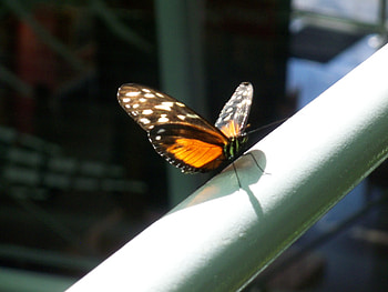 Butterfly, flying, bug, insect HD wallpaper