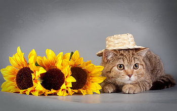 Sunflower, Animal, Cat, Hat, Cats HD wallpaper
