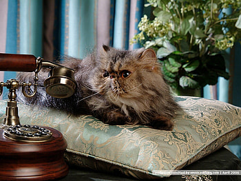 Persian cat, animal, kitten, cat, feline, pet HD wallpaper
