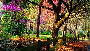 Outdoors, graphy, path, Park, grass, beauty, shadows, lawn, urban, brown, green, , trees, flowers HD wallpaper