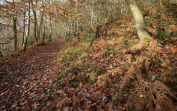 Nature, Autumn, Leaves, Fern, Forest, Path, Trail, Oak HD wallpaper