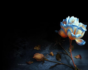 whisper, blue, flower HD wallpaper