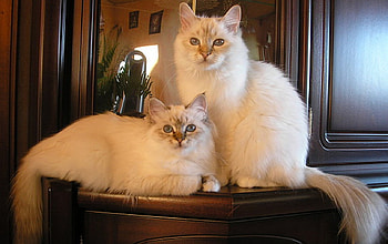Family , cats, white, family HD wallpaper