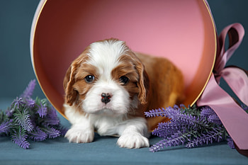 ღ, Roses, Flowers, Dog, Puppy HD wallpaper