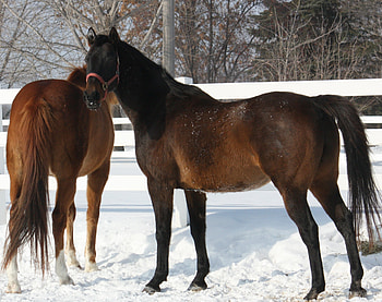 Horses!!!!, brown horses, farm, ponies, black horses, animals, snow, horse graphy, fence, nature HD wallpaper