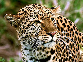 Leopard, leopards, animals HD wallpaper