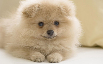 Animals, Fluffy, Dog, Muzzle HD wallpaper
