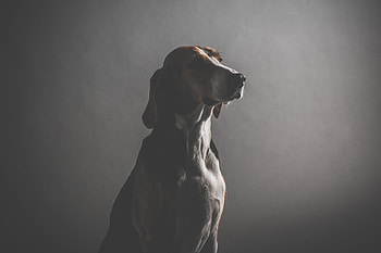 Dark, Dog, Muzzle HD wallpaper