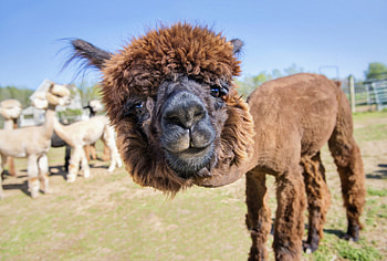 Adorable alpacas, Heartwarming , Irresistible charm, Smiling faces HD wallpaper