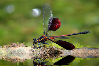 Macro, Close-Up, Insect, Dragonfly HD wallpaper