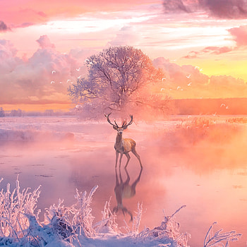Reindeer Fantasy Arts, reindeer, animals, artist, artwork, digital-art, fantasy HD phone wallpaper