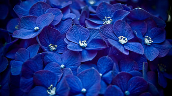 Flowers, Bright, Lot, Small HD wallpaper