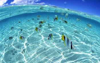 ANGEL FISH, WATER, OCEAN, BLUE HD wallpaper