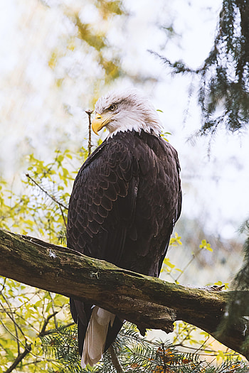 Animals, Feather, Bird, Predator, Wings, Eagle HD phone wallpaper