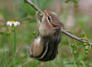 Chipmunk, kwiatek, jedzonko, galazka HD wallpaper