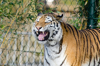 Animals, Grin, Predator, Tiger, Fangs HD wallpaper
