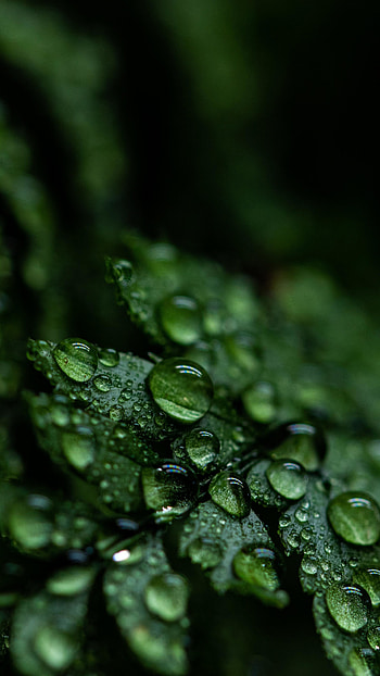 Drops close-up leaf, Water droplets glisten, Nature's beauty, Macro marvel HD phone wallpaper